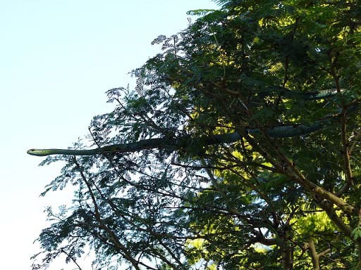 boomslang African climbing snake