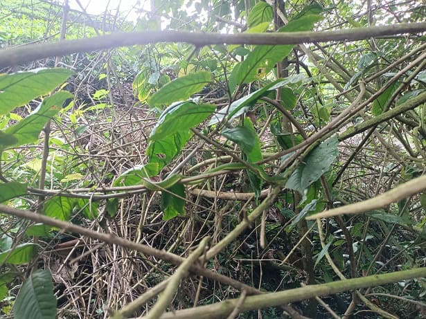 large-scaled pitviper India camouflage