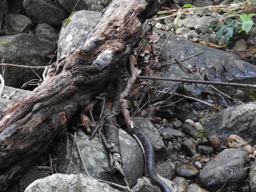 montane trinket snake camouflage India