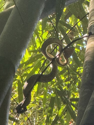 wagler's pitviper climbing southeast asia