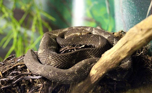 Alcatraz Lancehead (Bothrops alcatraz) island