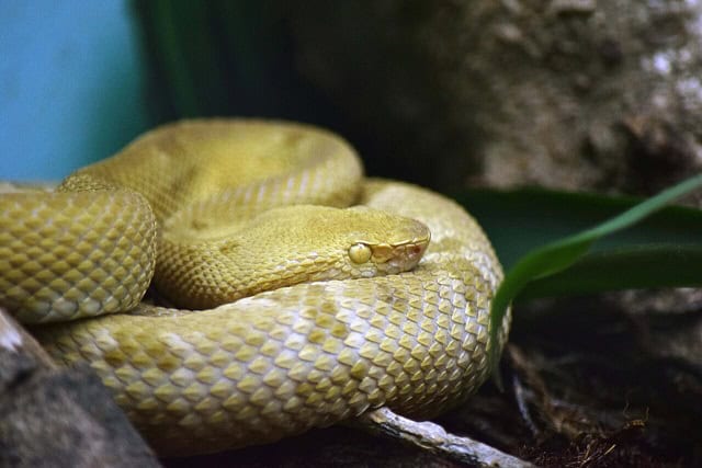 Bothrops insularis golden lancehead island