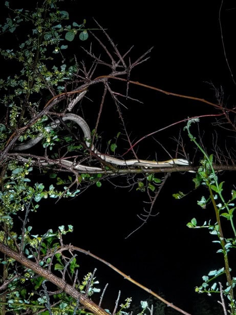 Common Bronzeback Tree Snake Dendrelaphis tristis