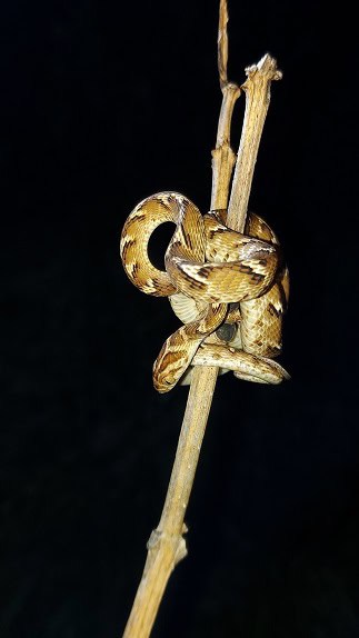 Common Catsnake climber Boiga trigonata