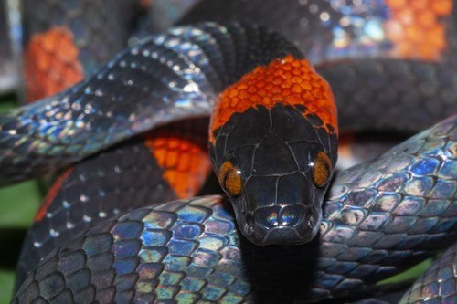 Forest Flame Snake Oxyrhopus petolarius eyes