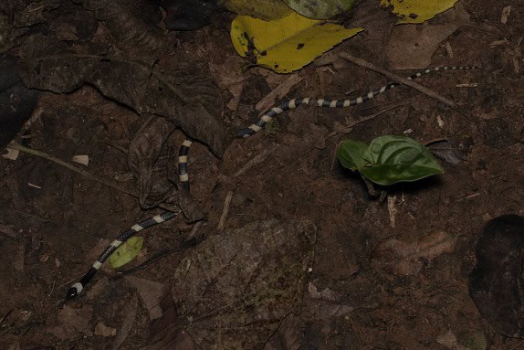 Forest Flame Snake Oxyrhopus petolarius slithering