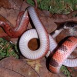 Forest Flame Snake Oxyrhopus petolarius underside