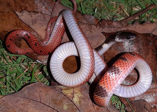 Forest Flame Snake Oxyrhopus petolarius underside