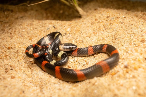 Forest Flame Snake Oxyrhopus petolarius