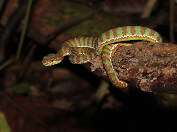 Phuket Pit Viper Trimeresurus phuketensis