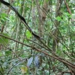 São Tomé Cobra Naja peroescobari