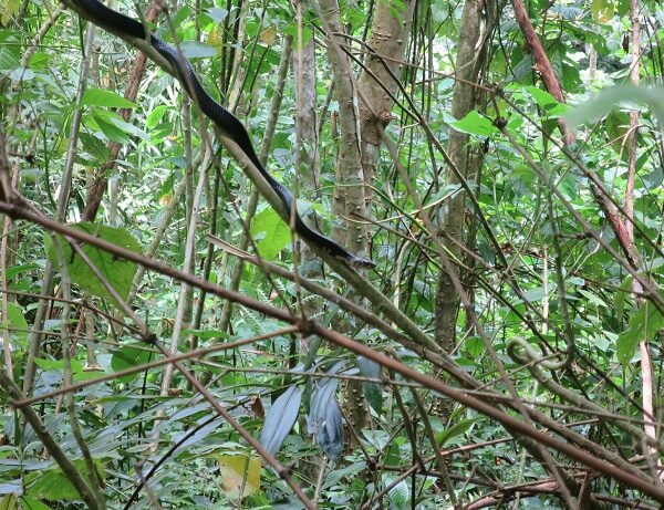 São Tomé Cobra Naja peroescobari
