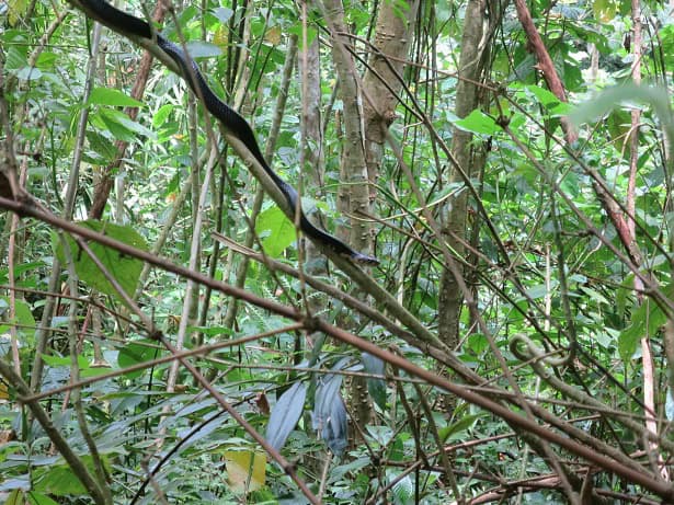 São Tomé Cobra Naja peroescobari