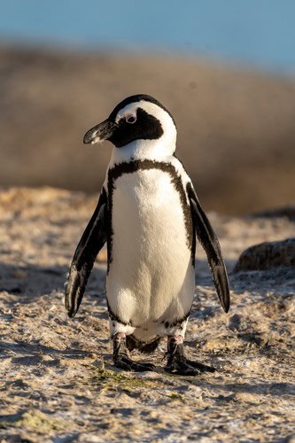 African Penguin (Spheniscus demersus) mole snake
