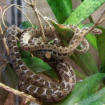 Common Egg-eater, Rhombic Egg-eater