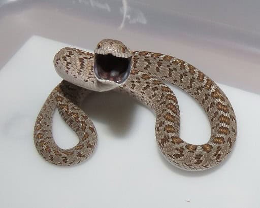 Dasypeltis scabra Rhombic egg-eater