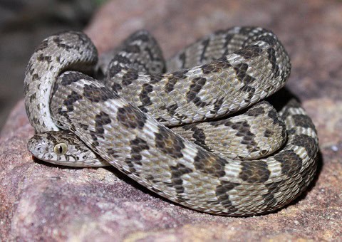 Egg-eating Snake Dasypeltis scabra africa