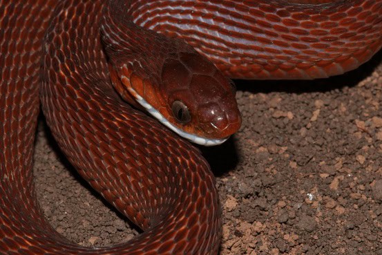 Egg-eating Snake Dasypeltis scabra morph