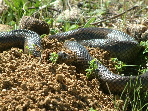 Mole Snake Pseudaspis cana digging