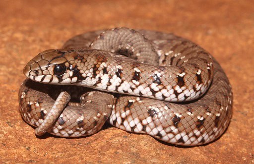 Mole Snake Pseudaspis cana juvenile