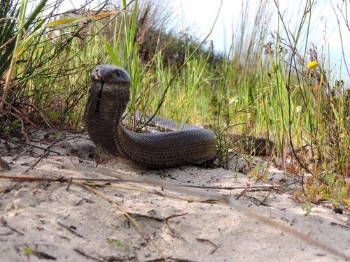 Mole Snake (Pseudaspis cana) neck flare