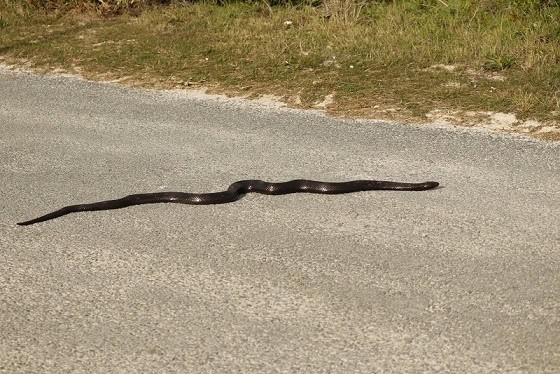 Mole Snake Pseudaspis cana road