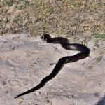 Mole Snake Pseudaspis cana slithering