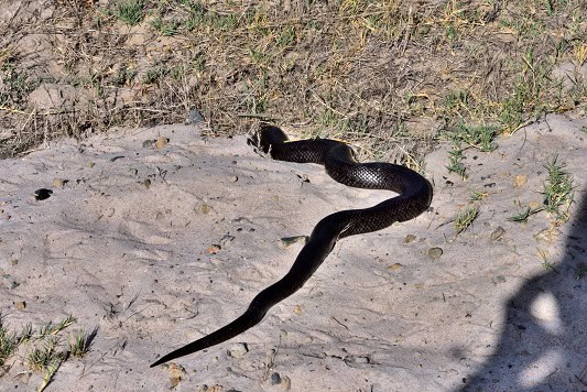 Mole Snake Pseudaspis cana slithering