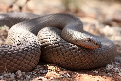 Mole Snake Pseudaspis cana snout