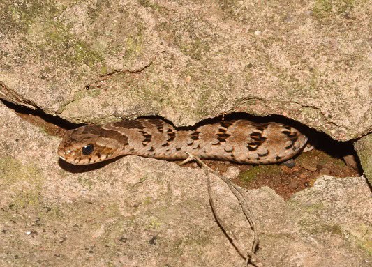 Night Adder Causus rhombeatus rock crack