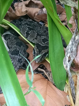 Night Adder South Africa Causus rhombeatus