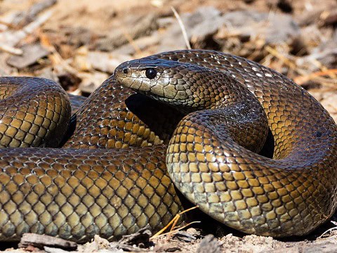Pseudaspis cana mole snake South Africa