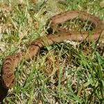 Rhombic Night Adder Causus rhombeatus danger