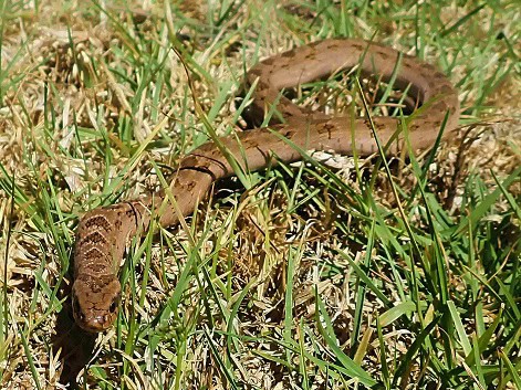 Rhombic Night Adder Causus rhombeatus danger
