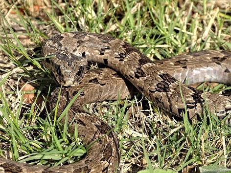 Rhombic Night Adder Causus rhombeatus habitats