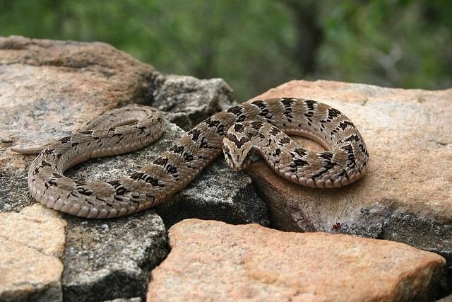 causus rhombeatus night adder south africa