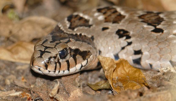 causus rhombeatus rhombic night adder face