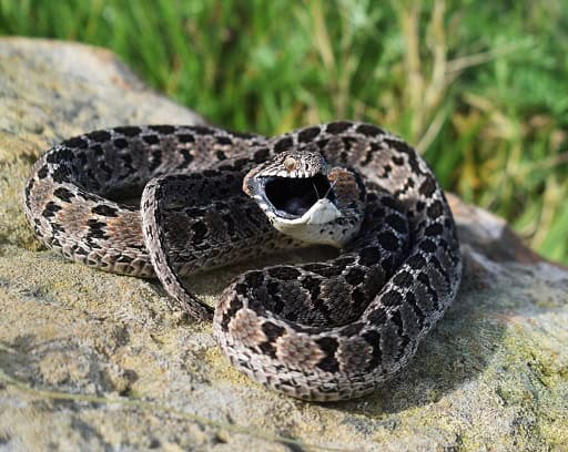 dasypeltis scabra africa black mouth