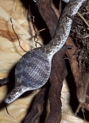 dasypeltis scabra eating egg africa