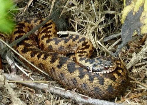 Adder Vipera berus France