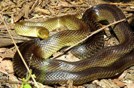 Aesculapian Snake Zamenis longissimus France