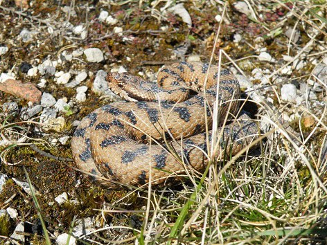 Asp Viper (Vipera aspis) France
