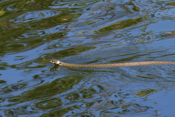 Barred Grass Snake Natrix helvetica France