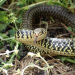 Green Whip Snake Hierophis viridiflavus France