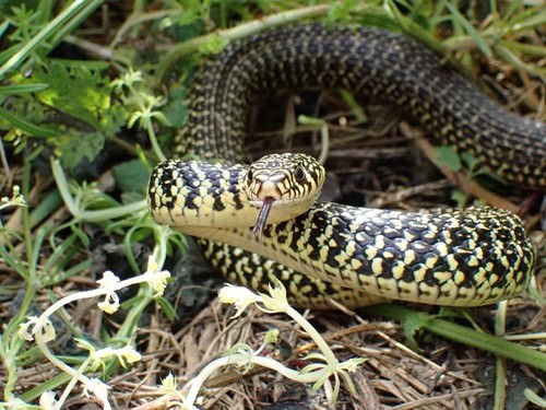 Green Whip Snake Hierophis viridiflavus France