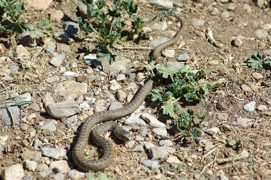Montpellier Snake Malpolon monspessulanus france