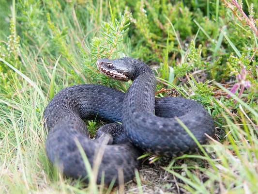 Seoane's Viper Vipera seoanei France
