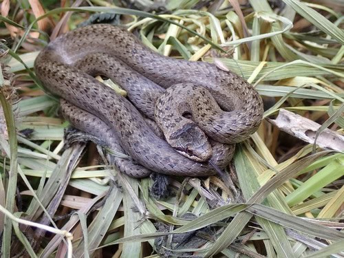Smooth Snake Coronella austriaca France