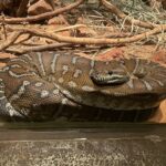 Morelia bredli Centralian carpet python