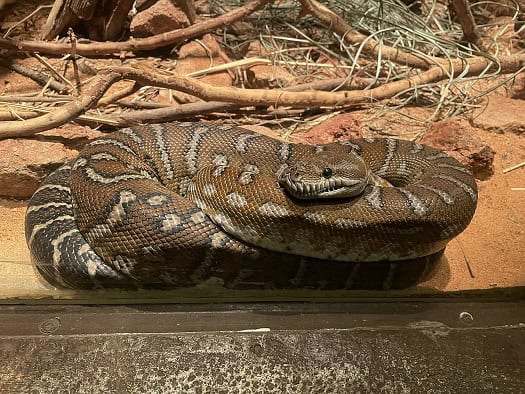 Morelia bredli Centralian carpet python